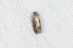 Cydia lacustrina