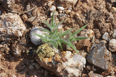 Dasyochloa pulchella