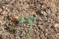 Dasyochloa pulchella