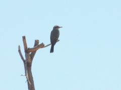 Tyrannus melancholicus