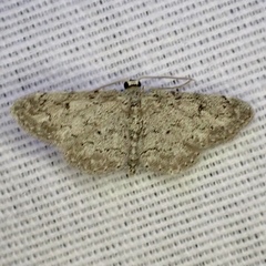 Idaea violacearia