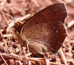 Catacroptera cloanthe cloanthe