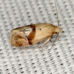Cochylis caulocatax