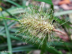 Carex erinacea