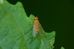 Neogriphoneura