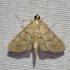 Herpetogramma theseusalis