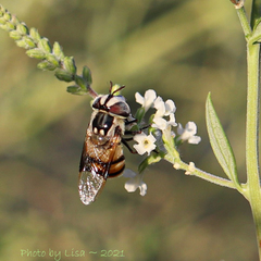 Copestylum fornax