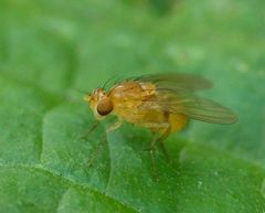 Neogriphoneura