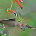 Speckled Hummingbird - Photo (c) Jerry Oldenettel, some rights reserved (CC BY-NC-SA)