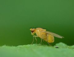 Neogriphoneura