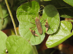 Anisoscelis marginellus