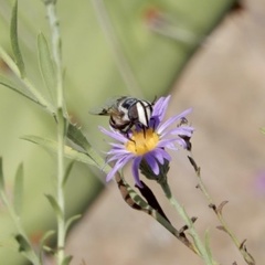 Copestylum fornax
