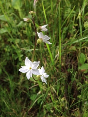 Lithophragma heterophyllum