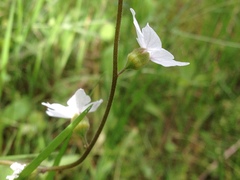 Lithophragma heterophyllum