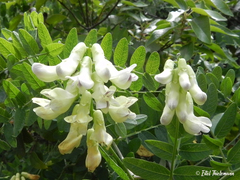 Vicia nigricans