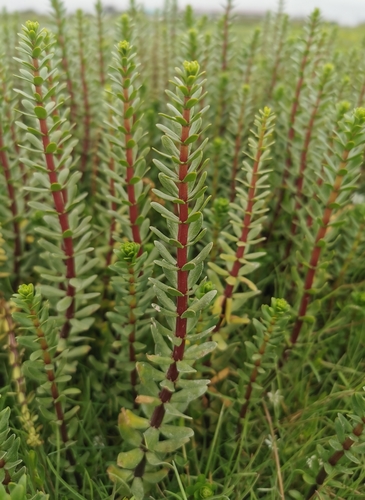 Image of Hippuris tetraphylla by (c) Валерия Ковалева, some rights reserved (CC BY)