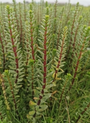 Hippuris tetraphylla