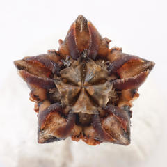 Lampranthus filicaulis