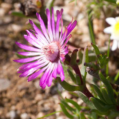 Lampranthus filicaulis