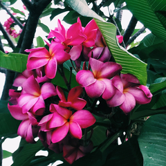 Plumeria rubra