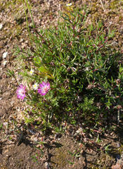 Lampranthus filicaulis