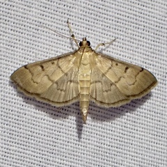 Herpetogramma theseusalis