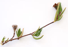 Lampranthus filicaulis