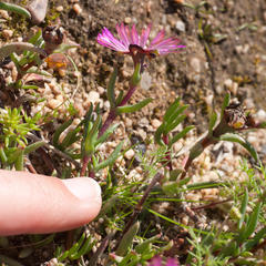 Lampranthus filicaulis