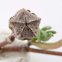 Lampranthus filicaulis