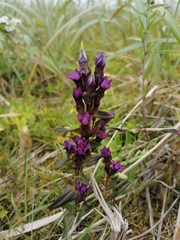 Gentianella auriculata