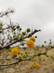 Vachellia astringens