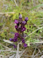 Gentianella auriculata