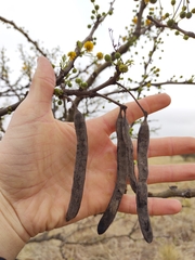 Vachellia astringens