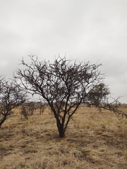 Vachellia astringens