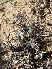 Sclerocactus cloverae