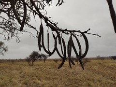 Vachellia astringens