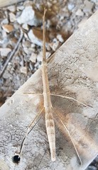 Candovia granulosa