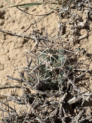 Sclerocactus cloverae