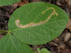 Phytomyza aralivora