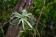 Tillandsia streptophylla