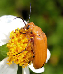 Nemognatha punctulata