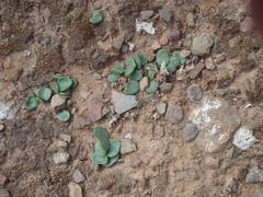 Tylecodon ventricosus