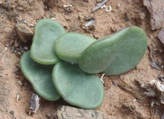 Tylecodon ventricosus