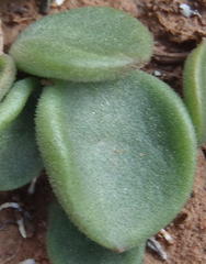 Tylecodon ventricosus