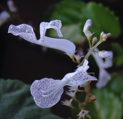 Plectranthus verticillatus