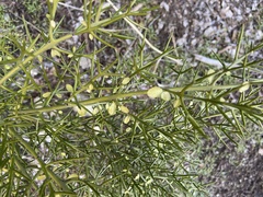 Colletia hystrix
