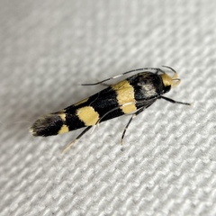 Limnaecia polycydista