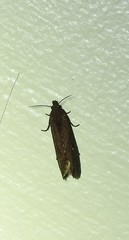 Cryptaspasma