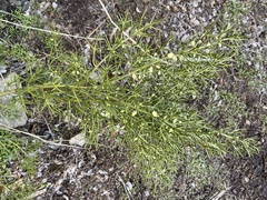 Colletia hystrix