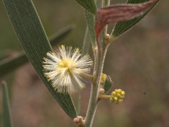Acacia baeuerlenii